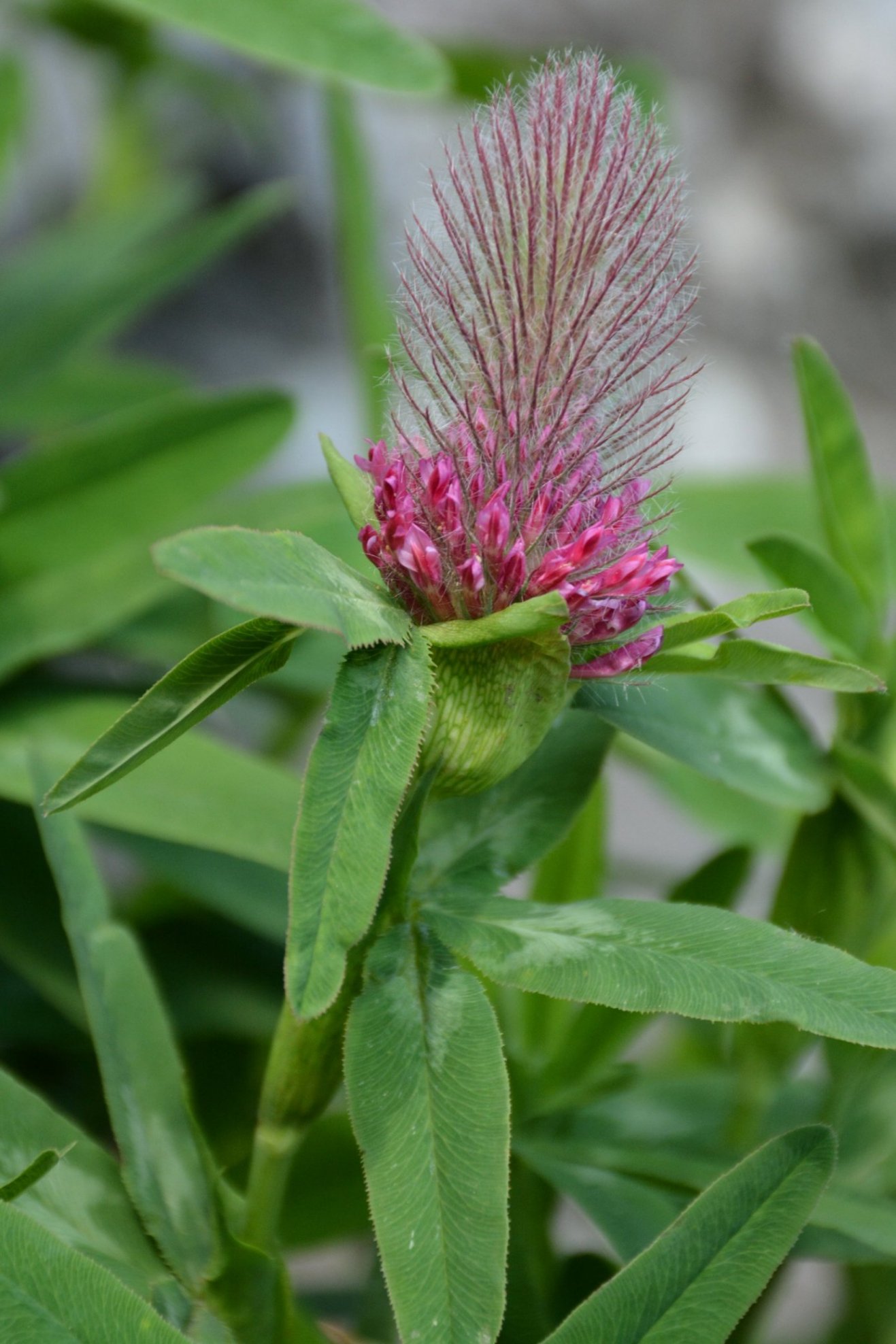 Trifolium rubens?  S